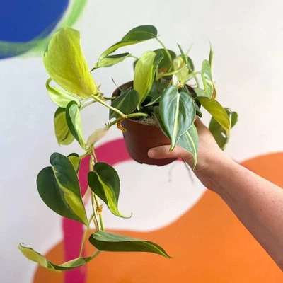 SPROUTS OF BRISTOL Philodendron scandens 'Brasil'