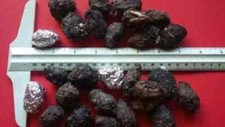 Small Owl Pellets Pack of 25 1-1.5 inches 