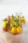 GS 1247U Tomate yellow Pear Tomato Zaden Organic Seeds Samen Stück 5