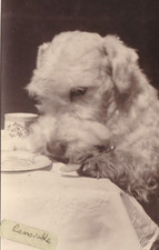 UNUSUAL OLD PHOTO HUMOUR PET DOG ANIMAL TABLE SPOON COMIC CD 999