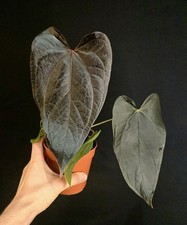 Anthurium Queen Of Hearts. Almost Black Leaves. Large Mature Plant. 12cm Pot.