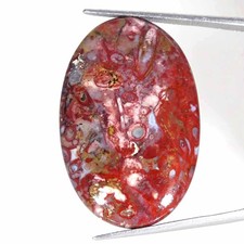 31,00 Cts Naturroter Palmwurzel-Agat Oval Cabochon Lose Edelstein 24x36x5mm