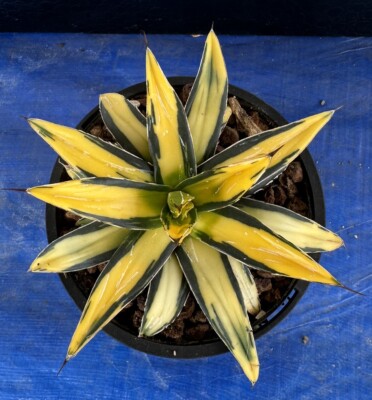 Large Agave Sun king Highly variegated Established Well Rooted Plant | eBay  Australia