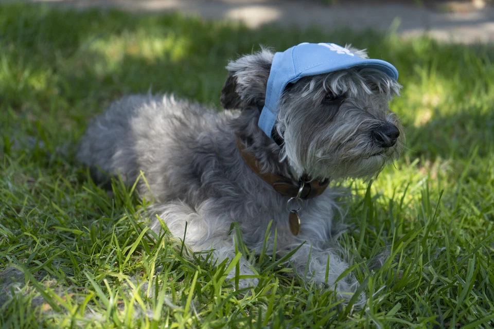 LA Dodgers Dog Baseball Hat - Baby Blue MLB, Los Angeles LA Hat for dogs S,M,L,X - Image 3 of 4
