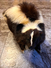 Skunk Taxidermy Standing Mount Black & White Small Animal, 24 L x 9 H