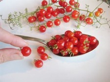 World's Smallest Tomato 25 - 2000 Seeds - Dwarf Red Currant Productive heirloom