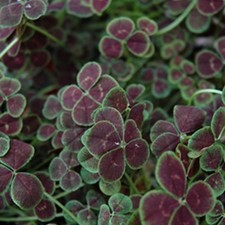 Clover plug plants dark purple four-leafed garden hardy perennial, pack