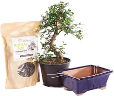 Brussel's Bonsai Live Chinese Elm Bonsai Outdoor Tree Gift Bundle - Medium Bonsa