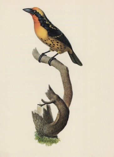 Orange-Tupfenbartvogel (Capito auratus) Farbdruck von 1976 Offsetdruck - Bild 1 von 1