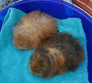 Long Haired Guinea Pigs For Sale Pets Gumtree Australia Free