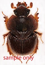 Geotrupidae for collectors | rare Dung Beetles