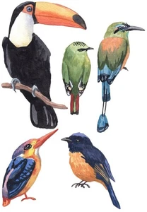 Tropical Birds Toucan Self Adhesive Wall Sticker