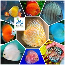Pack Of 4 Discus Fish - Random Pick - All Beautiful Fish 3.5in -Suprise YourSelf