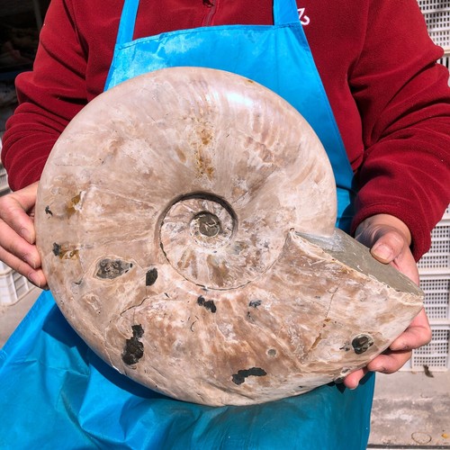 14.43LB Natural Large Beautiful Ammonite Fossil Conch Crystal Specimen Healing - Picture 4 of 13
