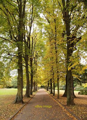 Foto 12x8 von Bäumen gesäumter Fußgängerweg The Grove Alexandra Park c2015