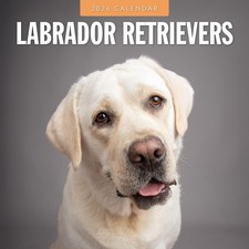 Labrador Retrievers 2026 Square Wall Calendar