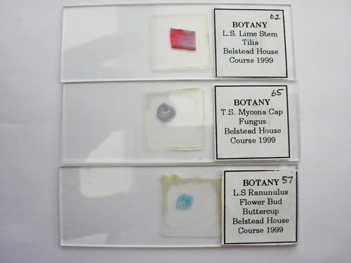 3 Vintage Microscope Slide.  Mycena Cap, Ranunculus Flower Bud, Lime Stem