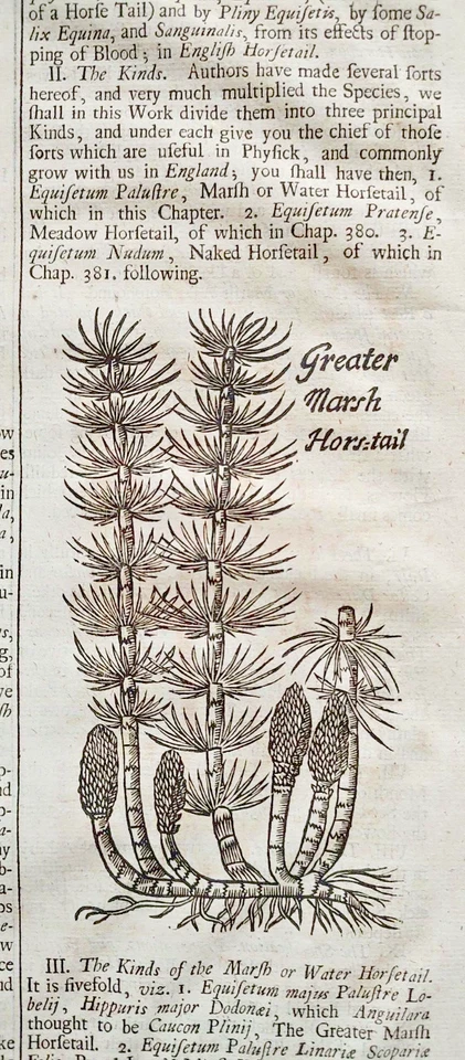 1710 English Herbal or History of Plants page w/ 2 orig, woodcuts Horsetail/foot - Image 2 of 4
