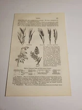 Rye Spring Barley Winter Barley Oats France c. 1840 Engraving