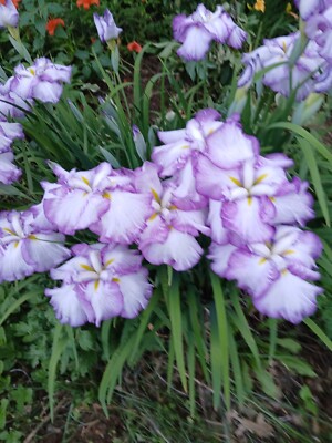 Japanese Iris Tiramisu Dinner Plate (Iris Ensata) Well Rooted Blub