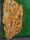 rough slab Brecciated Jasper 155g. 5/16" Thick Lapidary Cabbing #B-5 — photo 1