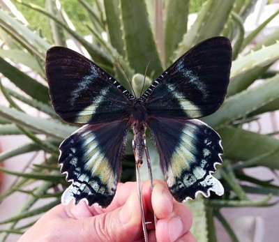 URANIIDAE ALCIDES ORONTES A1 BUTTERFLY UNMOUNTED WINGS CLOSED LOT