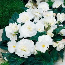 2 - Non-Stop WHITE DOUBLE BEGONIA Live Plant Bulbs  MASSES of FLOWERS till FROST