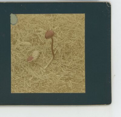 Marasmus Peronatus Wood Woolly Foot Scientific Stereoview