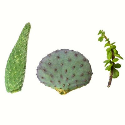#ad Bundle of 3 Unrooted Succulent Cuttings – Opuntia Old Man Cactus Elephant Bush $19.99
