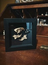 Skull In Box Frame: Squirrel Specimen - Taxidermy - Oddities - Curiosity