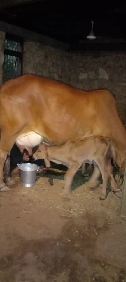 Anahata Farm A2 Desi Gir Cow Pure Milk Ghee 1000 ml Glass Vedic Bilona Method - Image 3 of 4