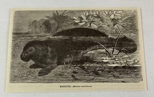 1885 book engraving ~ MANATEE