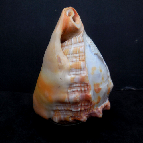Vintage Italian Hand Carved CAMEO SHELL Night Light Shade Head of a Lady 1 of 3 - Picture 5 of 10