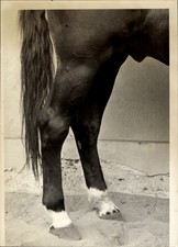 Foto Pferd, Pferdehufe, Pferdeschweif, Tier - 11143519