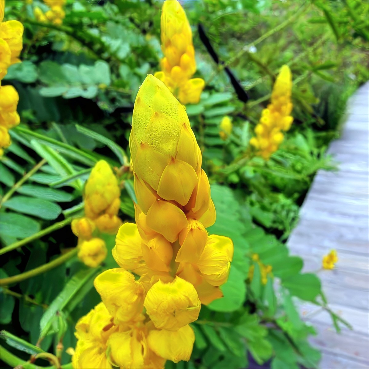 20 CANDLE BUSH SEEDS Cassia Alata Senna Tree Plant "Flowers Attract  Butterflies" | eBay