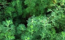 Cumin Spice Seeds ,