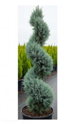 Evergreen Topiary Spiral Blue Ice Arizona Cypress Tree in 3Gal Pot
