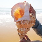 Natural Rubeta Conch Shells Tutufa Coral Sea Snail Home Fish Tan Decor Ornament
