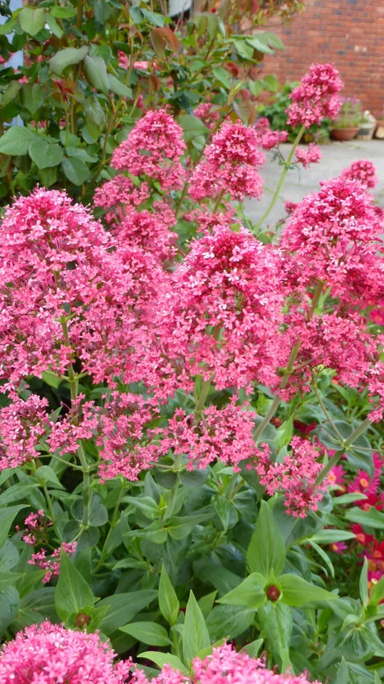 Red Valerian (Centranthus ruber) Jupiter's Beard Flower Seeds - Image 2 of 2
