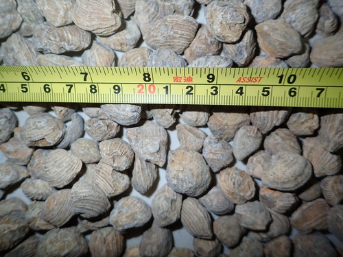 FOSSIL Brownish SEASHELL from Africa 2.5 to 12 GRAM pieces 1 KG Lot - Picture 9 of 12
