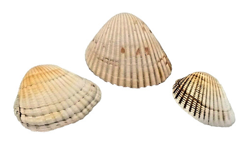 Scallop Natural Sea Shells Lot Of 3 Atlantic Beach Find Beach Decor Nautical