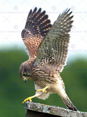 Turmfalke Vogel Beute Greifvogel Action Foto Kunstdruck Poster Bild BMP1965A