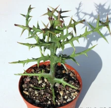Euphorbia Stenoclada Stiver Thicket Plant Live Easy To Grow Succulent In 4" Pot