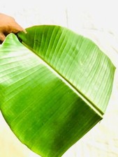 Dried Banana Tree Leaves Fish Aquarium Shrimp Cleaning Organic 100 PCs