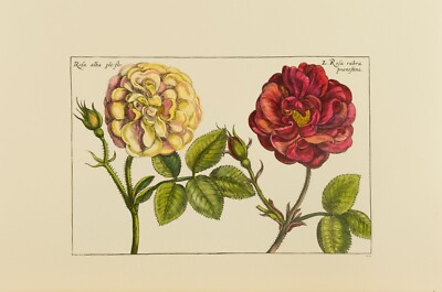 hand coloured prints Crispin de Passe