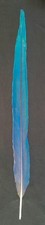 Blue and Gold Macaw Tail Feather (20.5