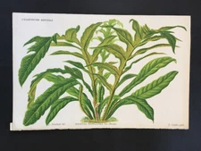 ORIGINAL 19TH CENTURY ANTIQUE COLORED BOTANY PRINT - HALBERD FERN - LINDEN
