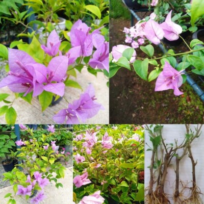 Bougainvillea light purple well rooted different flower rare plant cuttings 4
