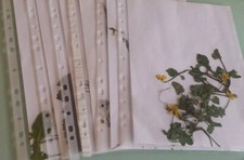 Pflanzen für Herbarium, gepresst, getrocknet...