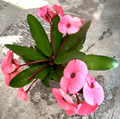 Euphorbia Milii 'Crown of Thorns' Pink, Comes in a 3.5'' Pot 